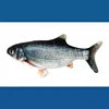 USB-Rechargeable Moving Fish Catnip Toy