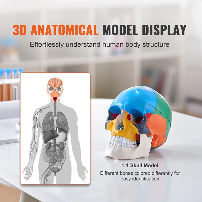 Life-Size 3-Part Painted Skull Anatomy Model