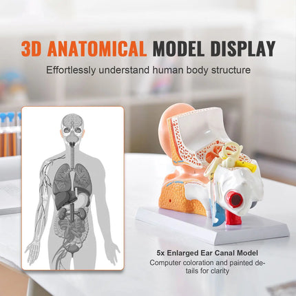 5× Enlarged 3-Part Human Ear Anatomy Model