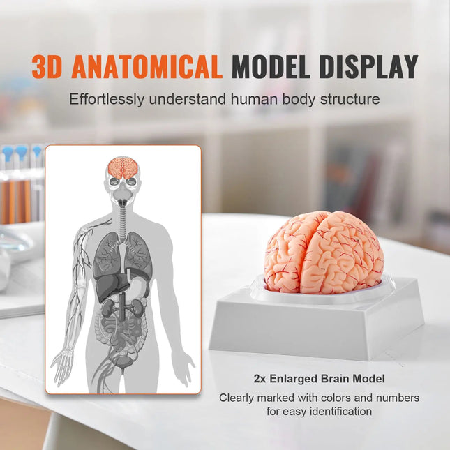 Life-Size 9-Part Human Brain Anatomy Model