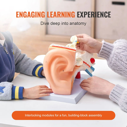 5× Enlarged 3-Part Human Ear Anatomy Model