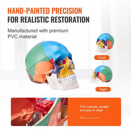 Life-Size 3-Part Painted Skull Anatomy Model