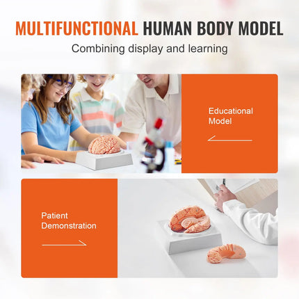 Life-Size 9-Part Human Brain Anatomy Model