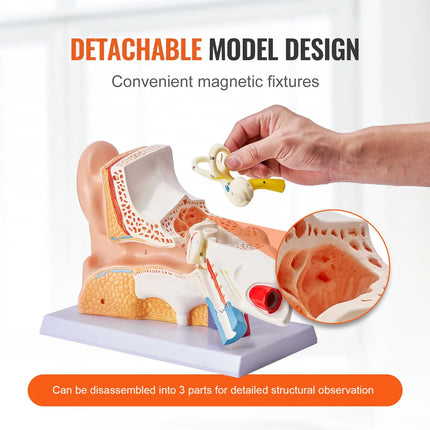 5× Enlarged 3-Part Human Ear Anatomy Model