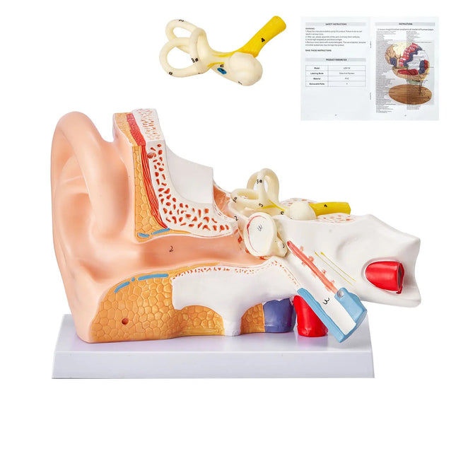 5× Enlarged 3-Part Human Ear Anatomy Model