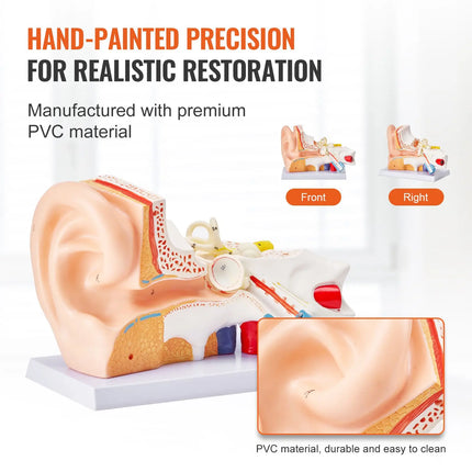5× Enlarged 3-Part Human Ear Anatomy Model