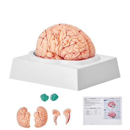 Life-Size 9-Part Human Brain Anatomy Model