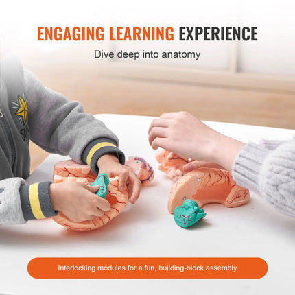 Life-Size 9-Part Human Brain Anatomy Model