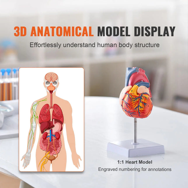 Life-Size 1:1 Human Heart Anatomy Model