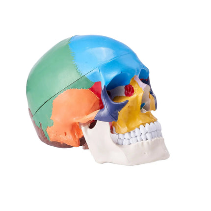 Life-Size 3-Part Painted Skull Anatomy Model