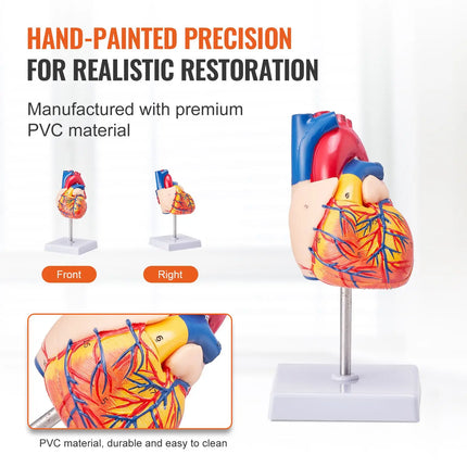 Life-Size 1:1 Human Heart Anatomy Model