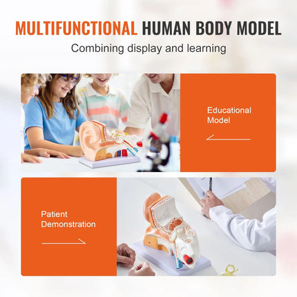 5× Enlarged 3-Part Human Ear Anatomy Model