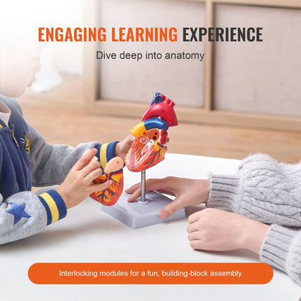 Life-Size 1:1 Human Heart Anatomy Model