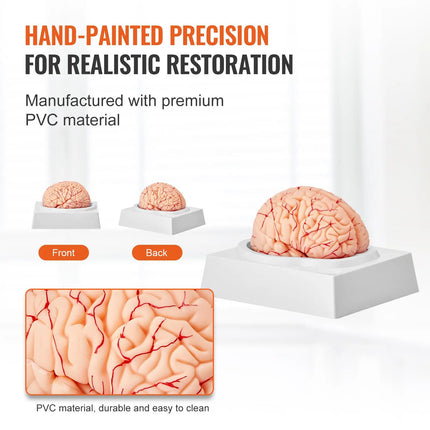 Life-Size 9-Part Human Brain Anatomy Model
