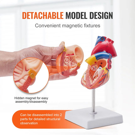 Life-Size 1:1 Human Heart Anatomy Model