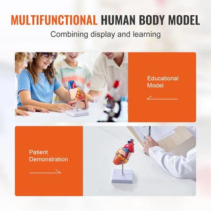Life-Size 1:1 Human Heart Anatomy Model