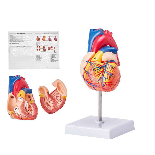 Life-Size 1:1 Human Heart Anatomy Model