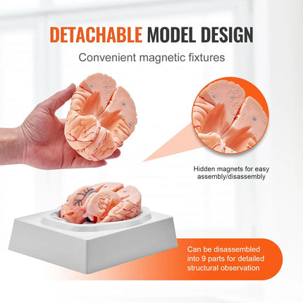 Life-Size 9-Part Human Brain Anatomy Model